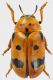 Clytra-atraphaxidis.jpg