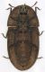 Cossyphus_tauricus_ventre_Maccarese_14-II-2010.jpg