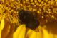 IMGP4459_Sunflower_Bee_sm.jpg