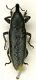 (Curculionide) Lixus (Compsolixus) ochraceus Boheman, 1843  25.06.05.JPG