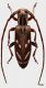 Eunidia fuscovitticollis Breuning, 1958-small.JPG
