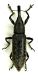 (Curculionide) Lixus (Dilixellus) fasciculatus Boheman, 1836  24.05.06.JPG