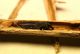 (Curculionide) Lixus zsp. 1b.JPG