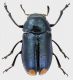 Labidostomis-guerini-F-blue.jpg