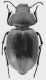Pachychila_dejeani_Tunisia_27-IV-1980_12,2mm_grey.jpg