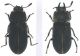 Tenebrionidae_cornuto_Sulawesi.jpg