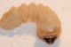 Larva Ceramb Pioppo5.JPG