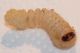 Larva Ceramb Pioppo4.JPG