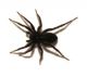 pardosa fei.jpg
