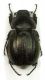 Geotrogus dispar f.jpg