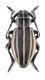 Cribridorcadion_GR_female.jpg