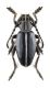 Cribridoracdion_GR_male.jpg
