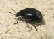 Ozzanopianura_2568.jpg