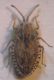 Lasiacantha 010 A.jpg