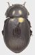 Alphasida_Tunisia_Gafsa_Oued_Magroun_31-III-1988_15,5mm_grey.jpg