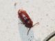 micetophagidae con acari e.jpg