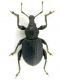 Otiorhynchus Greece.jpg