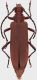 Enoploderes female-xs.jpg