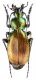 atchibachi-Paratype.jpg