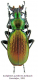 Carabus (Archiplectes) juenthneri SSP. atchibachi Zamotajlov, 1991.png