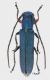 Phytoecia caerulea-blu.jpg
