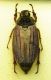 (Scarabeidi) Melolontha melolontha (Linneo, 1758)  01.JPG