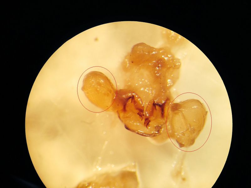 Calathus ingratus.jpg