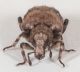 Gronops-lunatus-frontal.jpg