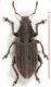 Tanymecus.jpg