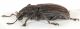 Tanymecus-lateral.jpg