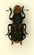 (Anthribide) Platyrhinus resinosus (Scopoli, 1763).JPG