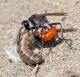 CY Hym 03 Ammophila 2 02.jpg