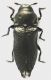 Aphanisticus_pygmaeus_Roma_1-II-2014_2,85mm_grey.jpg