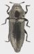 Aphanistichus_pygmaeus_Roma_1-II-2014_b_grey.jpg