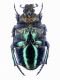TR Ardanuc (Artvin) m. 700 14.VII.2006 007.jpg