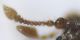 Bryaxis_sp_Casape_8-II-2010_antenna_sinistra.jpg