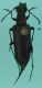 morfospecie 58.JPG