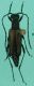 morfospecie 64.JPG