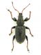 Phyllobius betulinus hellenicus.JPG