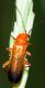 arancio0806.JPG