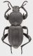 Scaurus_striatus_Tunisia_Nabeul_28-IV-1980_16,5mm_grey.jpg
