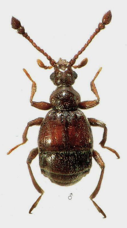 Reichenbachia chevrieri (Aubé, 1844).jpg