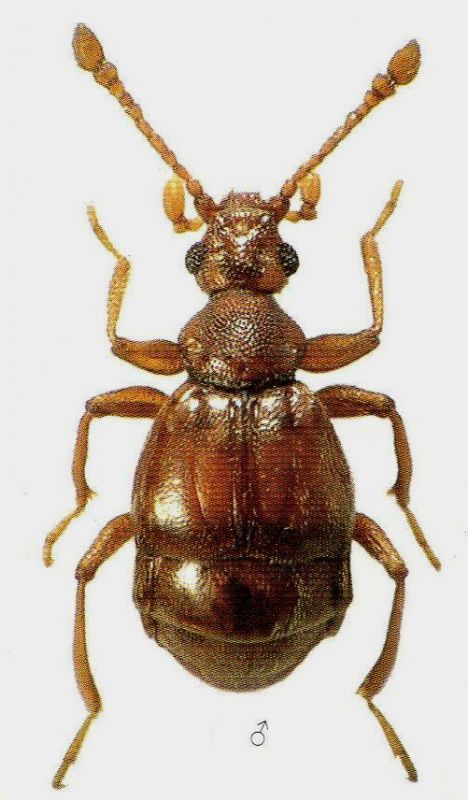 Reichenbachia juncorum (Leach, 1817).jpg