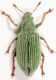 Polydrusus-pedemontaus-female.jpg
