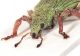 Polydrusus-pedemontaus-male-frontal.jpg