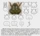 Die Käfer Mitteleuropas 4 Staphylinidae I - 117.jpg