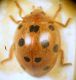 Henosepilachna argus (Geoffroy, 1762) - Coccinellidae .JPG