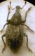 Donus (Donus) crinitus (Boheman, 1834) - Curculionidae.JPG