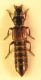 Staphylinidae1.jpg