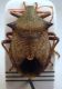 Picromerus bidens (Linnaeus, 1758)-Civita 97.JPG